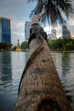 Asian water monitor lizard climbing a palm tree trunk in city park against blurred bokeh background
