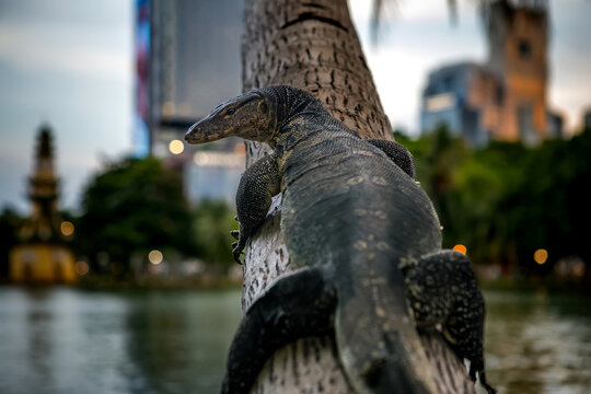 Asian water monitor lizard climbing a palm tree trunk in city park against blurred bokeh background