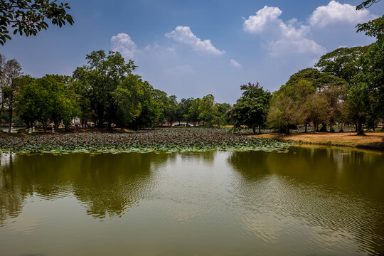 Tranquil pond with green lotus leaves and trees reflection in Ayutthaya Historical Park