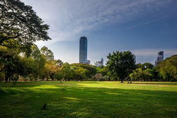Wide green grass lawn and skyscrapers behind trees in city park under blue sky © Kooper