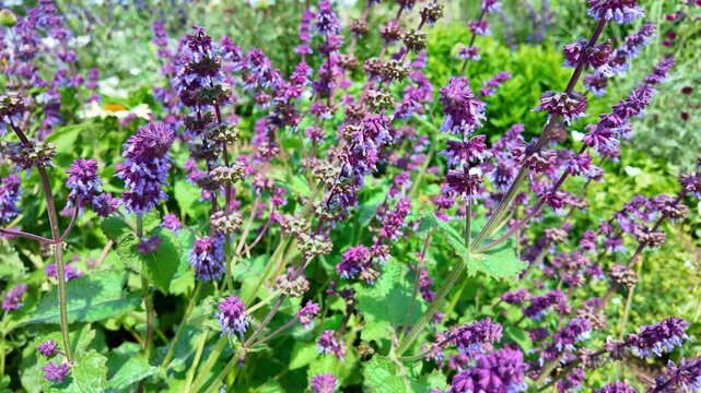 Purple wildflowers swaying in sunny garden bed during day.  Salvia verticillata, Lilac sage