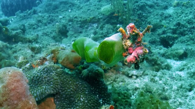 Colonial tunicates Didemnum molle, also known as urn ascidians or barrel ascidians, filter seawater for plankton on a coral reef in the Banda Sea.