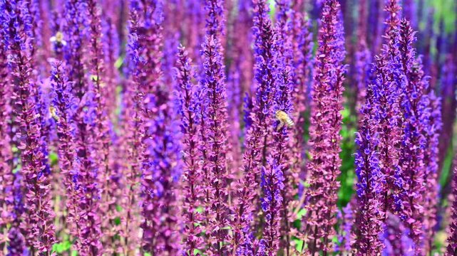 Purple salvia spikes with bees buzzing in garden field. Salvia nemorosa, Woodland sage