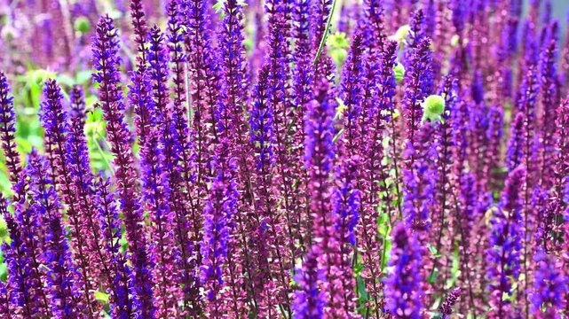 Purple salvia flowers swaying in garden during daytime. Salvia nemorosa, Woodland sage