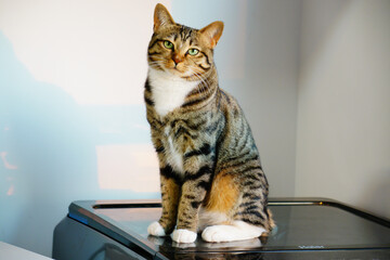 Tabby cat with white paws sitting indoors on a household appliance © LamTri