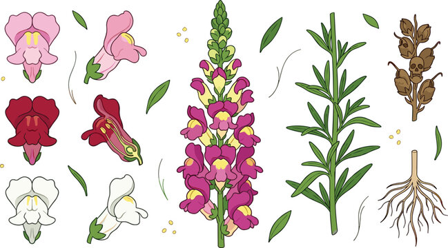 Botanical Snapdragon Flower Vector Element Set Featuring Colorful Blooms Green Stems Leaves Roots and Dried Macabre Skull Seed Pods for Infographic Designs