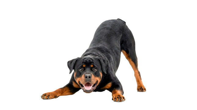 Playful Rottweiler dog in bowing pose stretching front legs, happy purebred pet isolated on transparent background, generative AI