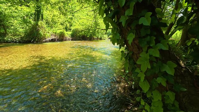 Green ivy climbs a tree near a flowing stream. Gradac River, Serbia