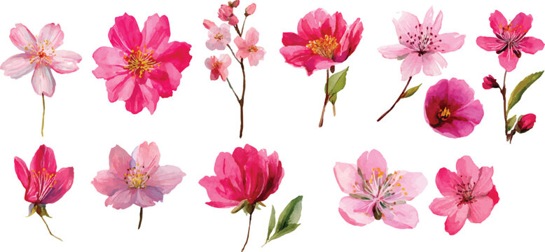 pink and yellow flowers