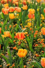 Fototapeta premium Orange and yellow tulips blooming in a spring garden