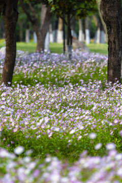 Purple Wildflowers in a Tree Shaded Park Meadow