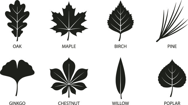 Art & IllustrationCollection of named tree leaf black silhouettes and botanical identification icons isolated on a white background