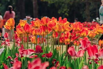 Obraz premium Colorful Tulips Blooming in a Spring Garden