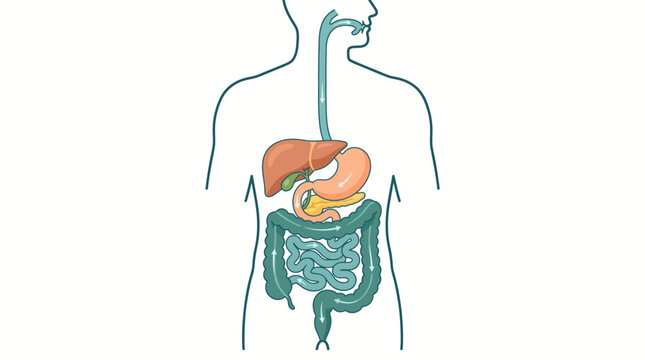 Human digestive system anatomy with internal organs and flow path
