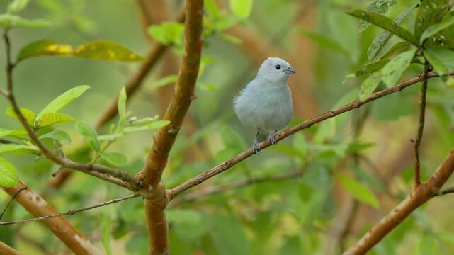 Blue-gray tanager perching on a branch in nature