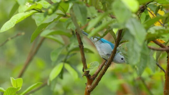 Blue-gray tanager perching and feeding on a branch