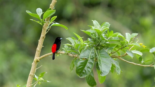 Crimson-bellied tanager ramphocelus dimidiatus perching on tree branch