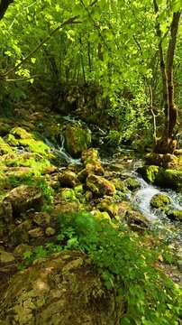 Forest stream flows through mossy rocks. Grza River Spring, Serbia. Vertical