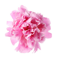 Fototapeta premium Beautiful pink peony flower isolated on white