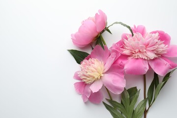 Fototapeta premium Beautiful pink peony flowers on white background, flat lay. Space for text