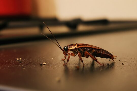 Cockroach insect crawls on dirty kitchen surface. Brown bug with long antennae explores food crumbs in macro detail. Pest control needed for hygiene awareness.