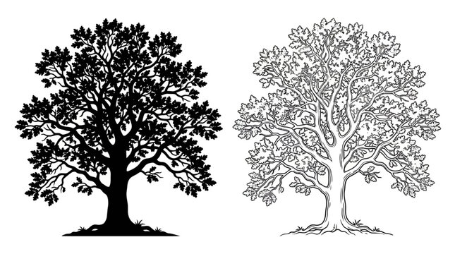 Oak Tree Silhouettes Black And White Line Art Illustration