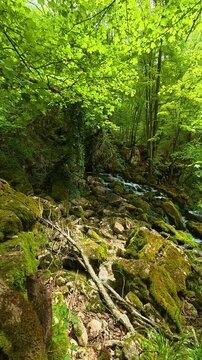 Moss blankets rocks and roots. Grza River Spring, Serbia. Vertical