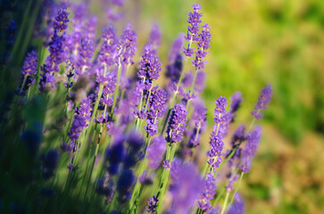 Obraz premium Bee pollinating purple lavender flowers in sunny summer field