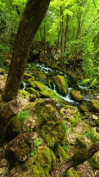 Mossy stones line a quiet stream. Grza River Spring, Serbia. Vertical