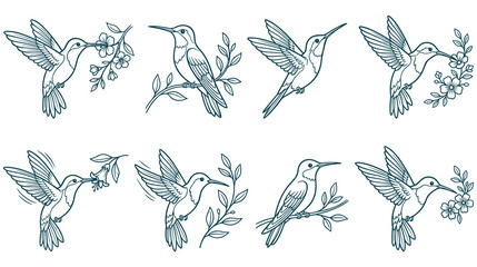Hummingbird and flower blossom line art vector illustration set pack. © SABIKUNNAHAR