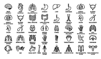 Fototapeta premium Human Internal Organs Hand Drawn Monoline Icon Mega Set Vector Illustration