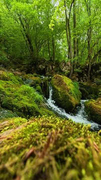 Soft light filters through dense. Grza River Spring, Serbia. Vertical