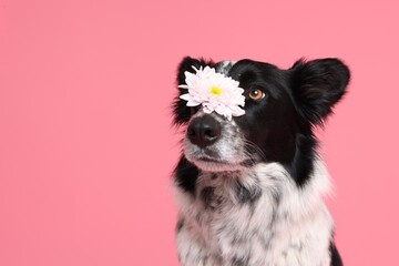 Obraz premium Cute dog with flower on nose against pink background. Space for text