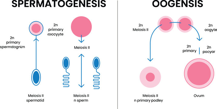 Spermatogenesis and oogenesis cell division diagram vector showing gametogenesis meiosis stages of human sperm and egg development