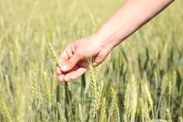 Fototapeta premium Man touching wheat spikes in field, closeup