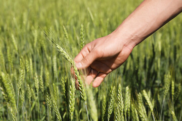 Fototapeta premium Man touching wheat spikes in field, closeup