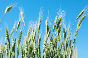 Fototapeta premium Wheat spikes growing in field outdoors, closeup