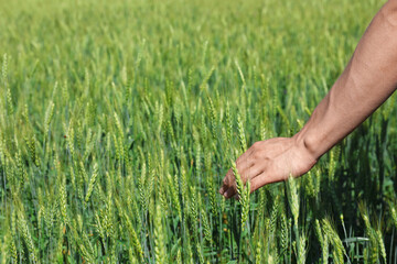 Fototapeta premium Man touching wheat spikes in field, closeup. Space for text