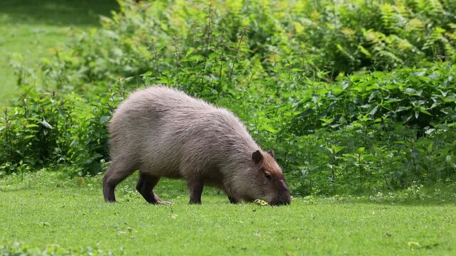 The capybara, Hydrochoerus hydrochaeris is the largest extant rodent in the world. Its closest relatives are agouti, chinchillas, coyphillas, and guinea pigs. Native to South America. 