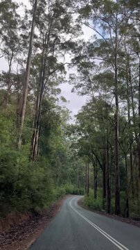 Cars travel on a winding road lined with tall trees in a green forest during the day.