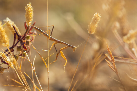 Diagonal macro shot of a brown Mediterranean dwarf mantis climbing on dry grass stalks during a warm summer sunset in Crete, Greece