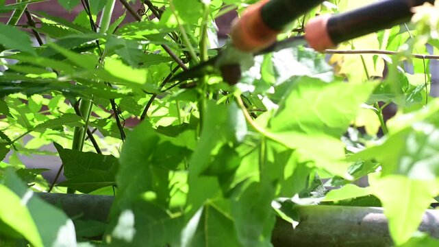 cutting weeds pruning branches video