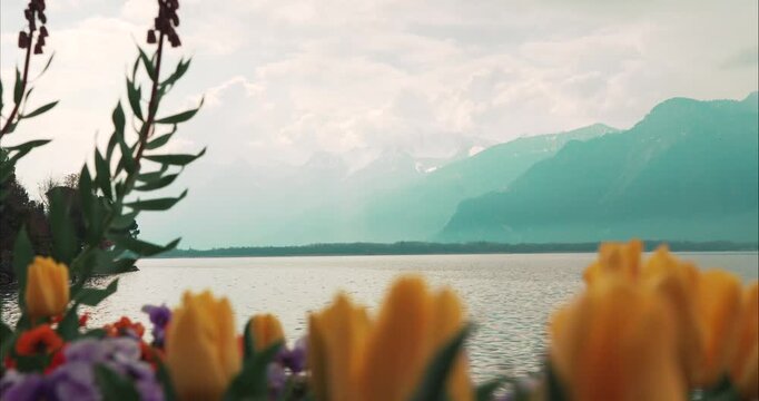 Colorful Tulips and Flowers Overlooking Lake Geneva Near Montreux - Bright spring flowers and tulips in the foreground overlooking Lake Geneva and the surrounding mountains near Montreux, Switzerland.