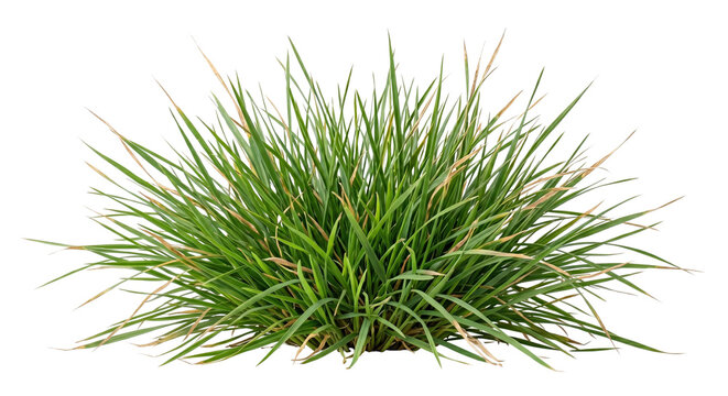 Dense bush of wild green grass tuft plant