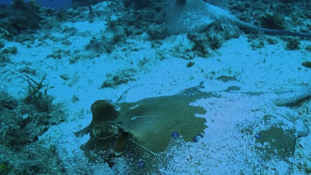 Close-up detail of a bluespotted ribbontail ray eye as the animal becomes alert and departs from the camera position.