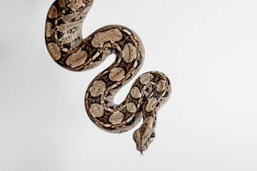 Fototapeta premium Detailed close-up of a light-colored python snake with smooth scales and delicate patterns, photographed in a professional studio setting. Minimalist wildlife image highlighting the unique characteris