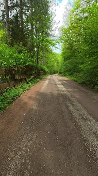 Green trees line a quiet dirt path. Grza River Spring, Serbia. Vertical