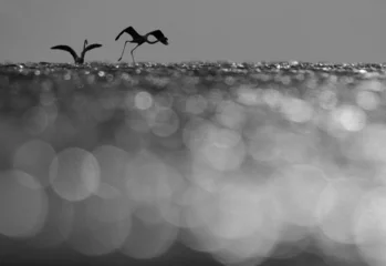 Greater Flamingos takeoff in the morning hours with dramatic bokeh of light on water, Asker coast, Bahrain © Dr Ajay Kumar Singh
