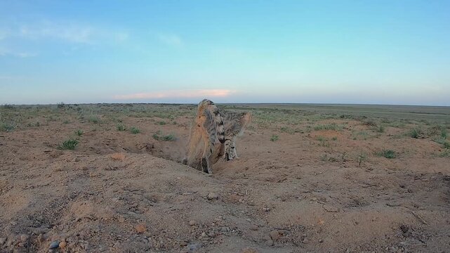 Pair of African wildcats (Felis lybica) playing near a den in natural steppe habitats with sagebrush; evening light; Southern Kazakhstan 