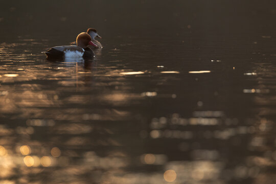 A pair of Red-crested pochard at Purbasthali oxbow lake during sunset, India